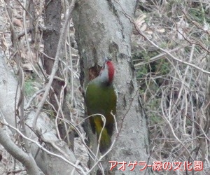 アオゲラ-緑の文化園