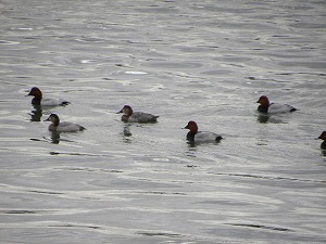 �z�V�n�W�����ώ@