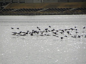 �J���E�̔�яo��