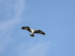 �~�T�S�̔��Ă��ώ@�ł����B