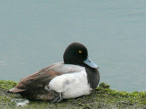 �X�Y�K�����ώ@�ł����B