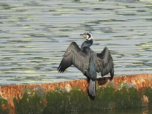 �p�D�̏�̃J���E