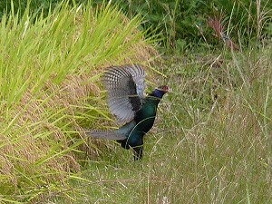 �L�W�̉H�΂���