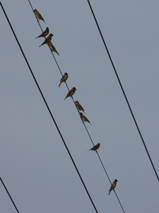 �A�g���̌Q��