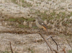 �W���E�r�^�L��