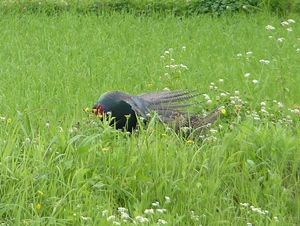 �L�W�̃f�B�X�v���C