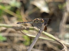 コノシメトンボ