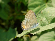 ウラナミシジミ