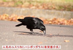 ハシボソガラス