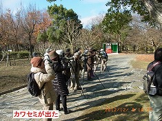 カワセミが出た