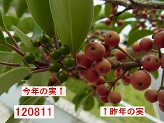 クロガネモチその1