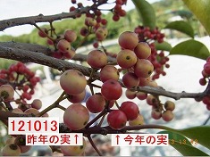 クロガネモチその2