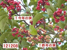 クロガネモチその3