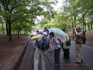 ���}�K���̊ώ@