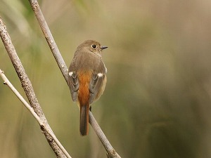 �ώ@���ꂽ�W���E�r�^�L��