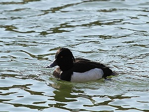 �r�̃L���N���n�W����