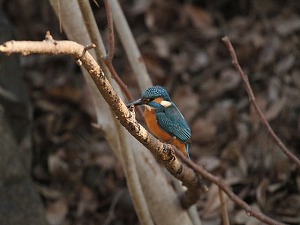 大泉緑地のカワセミ