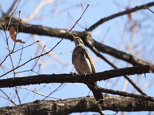 大泉緑地のカワセミ