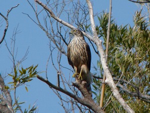 �I�I�^�J�c��