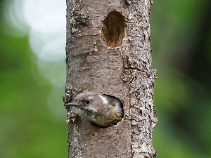 �R�Q���̃q�i