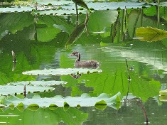 �����؂̗c��