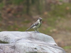 �V�W���E�J���̗c��