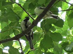 �V�W���E�J���̐e�q