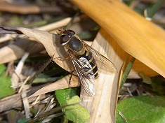 �P�q���^�A�u