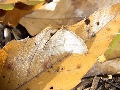 �N���X�W�t���G�_�V���N