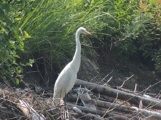 �`���E�T�M