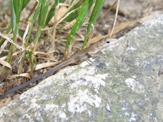 �j�z���J�i�w�r�c��