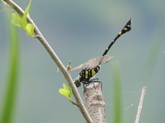 �^�C�����E�`�A�����}