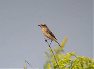 ����̃W���E�r�^�L