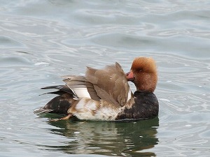 �A�J�n�W�����ώ@