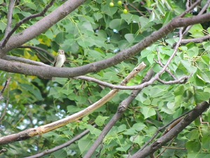 �R�T���r�^�L