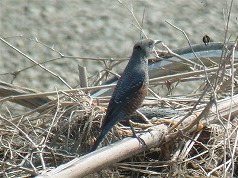 �C�\�q���h��