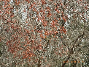 �肪�t�����Ă��Ȃ��`�̎�