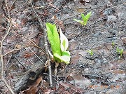 ���n�����ɍ炭�~�Y�o�V���E