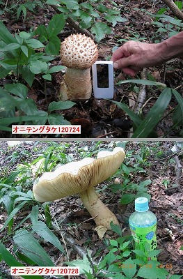 オニテングタケ