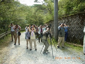 サシバを観察する参加者
