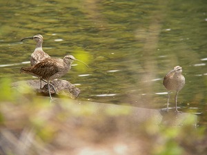 �`���E�V���N�V�M