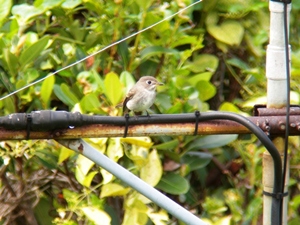 �R�T���r�^�L