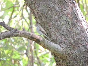 �R�T���r�^�L