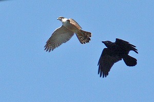 オオタカとカラスのモビング1