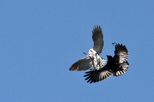 オオタカとカラスのモビング