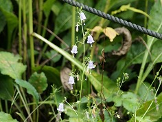 ツルガネニンジン