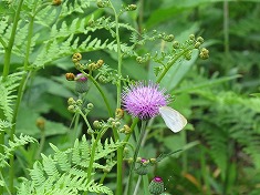 ワラビ&ノアザミ