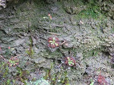 コモウセンゴケ