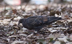 �L�W�o�g+�h�o�g