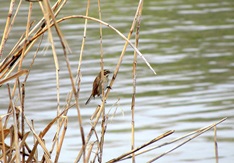 �I�I�W������